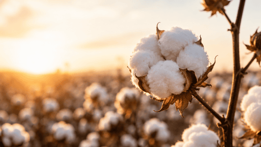 5 Things You Didn't Know About Organic Cotton Bedding